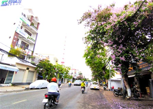 Lãng mạn những con đường ở Phan Thiết nhuộm tím hoa bằng lăng
